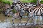 Plains zebras and a colt at waterhole Masai Mara National Reserve-Kenya Art Print